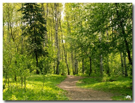Лесные дорожки