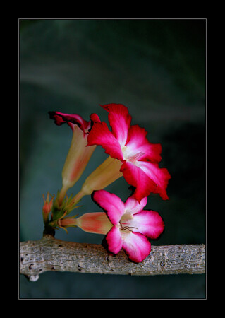 FLOWER #1