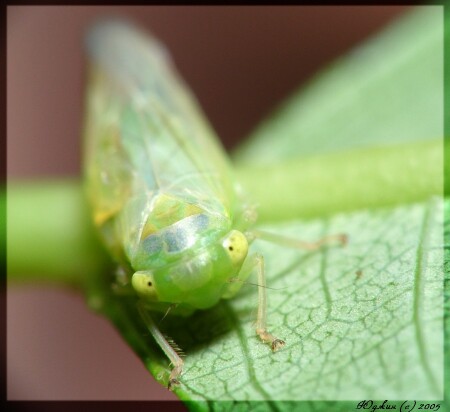 -Зелёнопучеглазое-