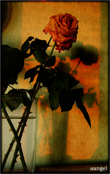 «Sunset roses»
