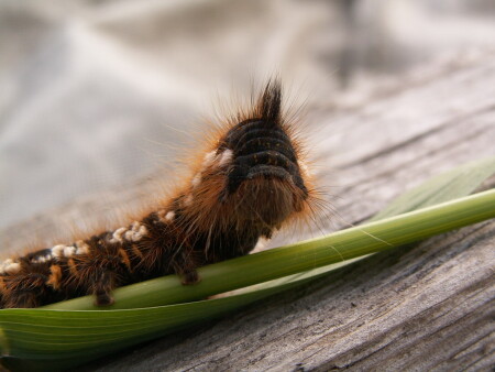 Пушистая красавица травяных джунглей