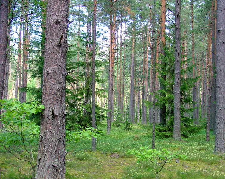 В лесу