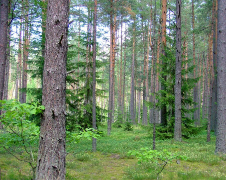 В лесу