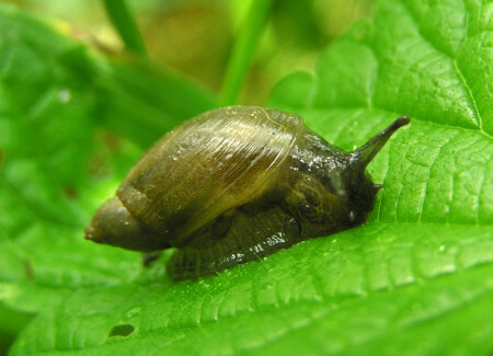 Просто улитка