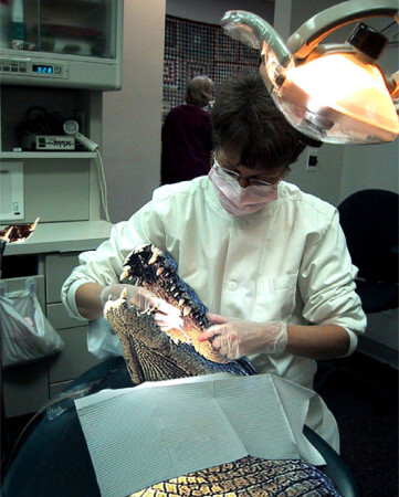 32 зуба - это норма?