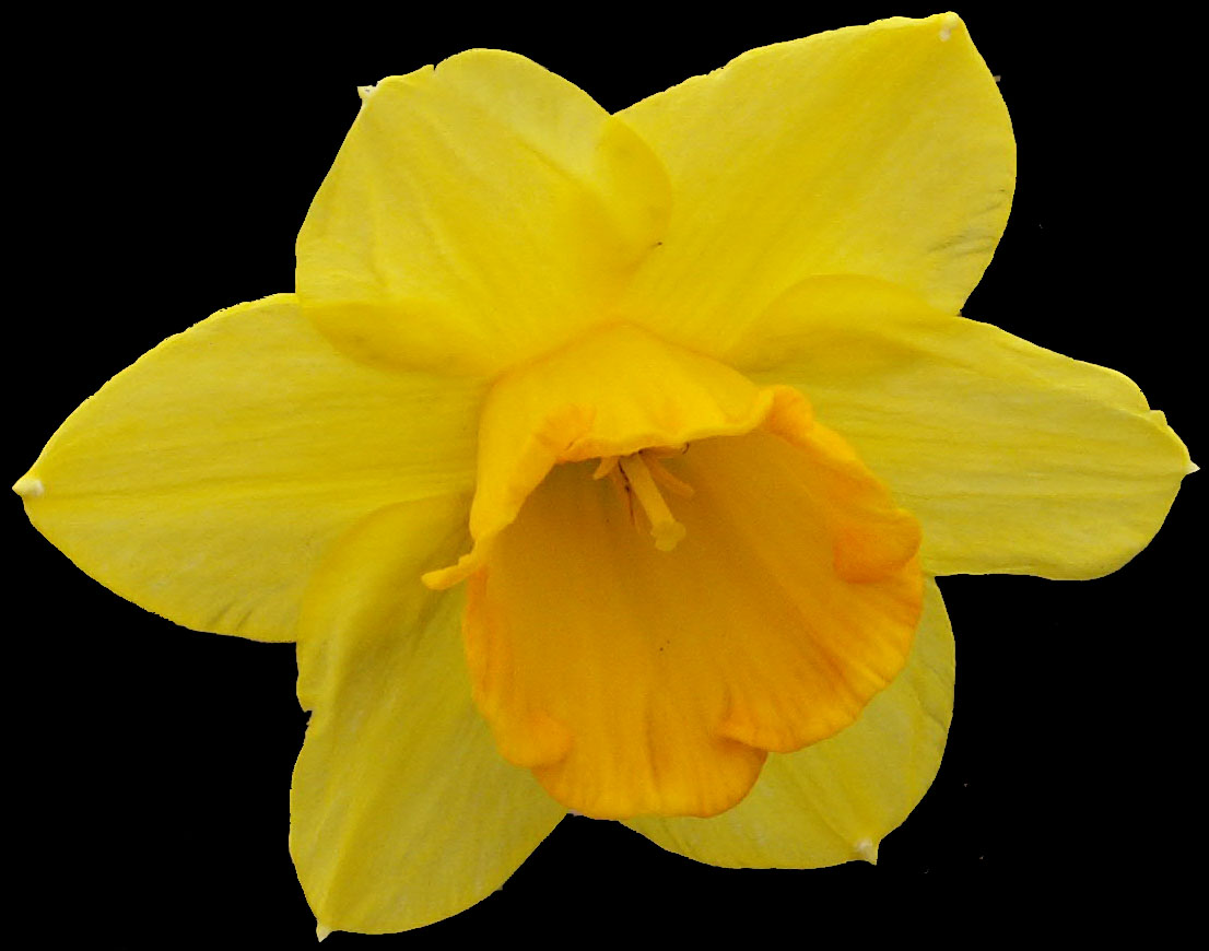 Narcissus