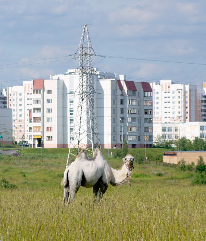 Козы на машине Южное Бутово