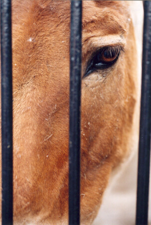 &quot;А вам бы было весело? С этой стороны клетки...&quot;