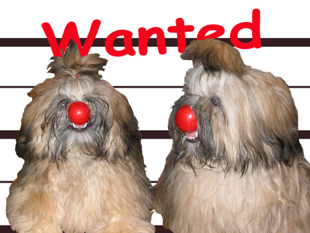 Wanted