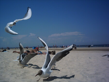 по мотивам Ричарда Баха