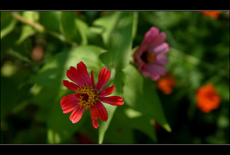 FLOWER #2