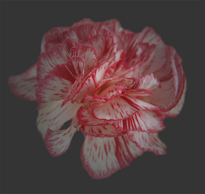 Dianthus