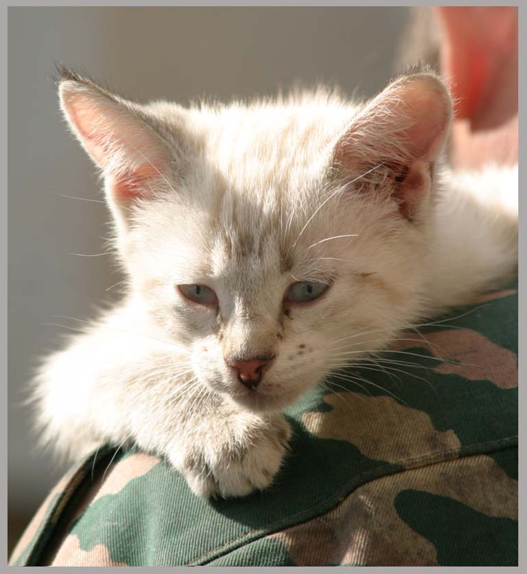 Почему у кота собачья судьба...?