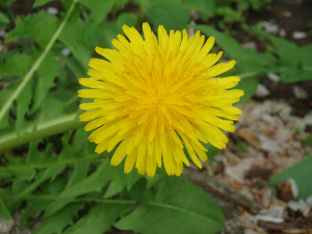 Придорожный одуванчик 