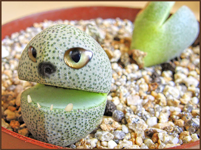 Lithops