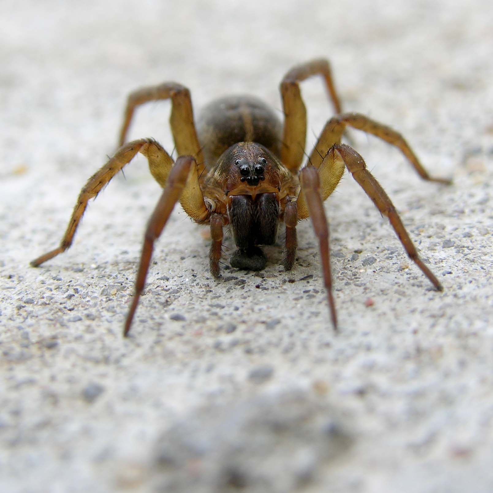 Spider 2