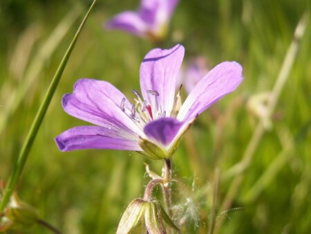 Цветы заполярья - Макро Режим