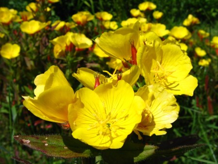 Кусочек солнца