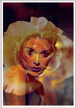 Your Face as Rose