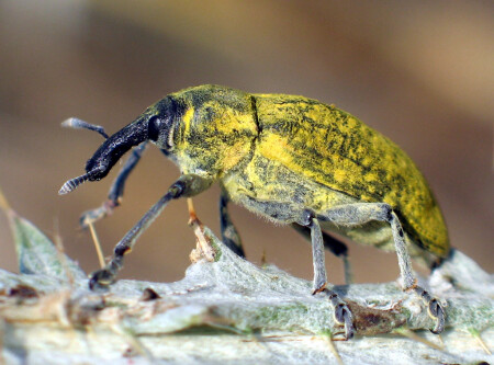 А теперь - носатый ...