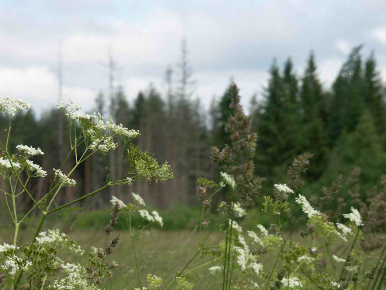 On the nature