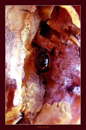 * интимность*