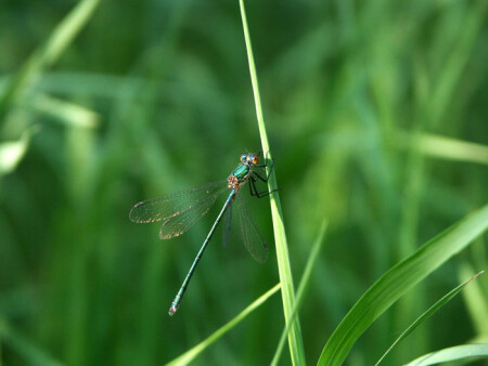Dragonfly