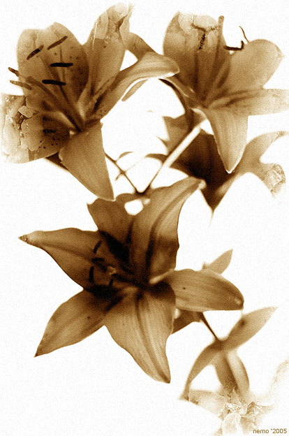?lilies?