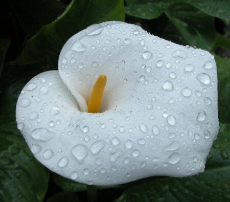 После дождя