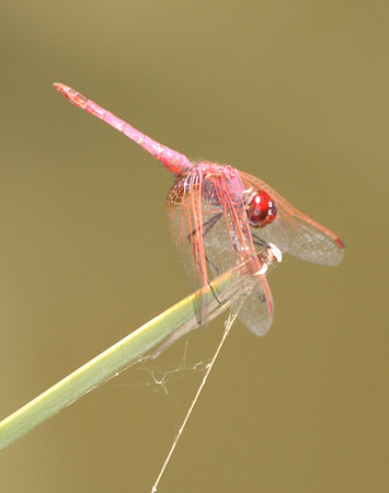 Стрекоза (макро)