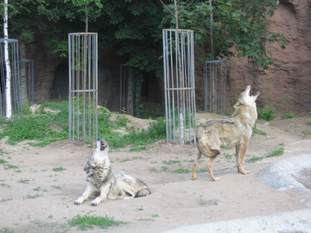 Хор мальчиков