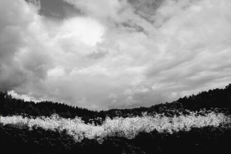 цветочный шторм