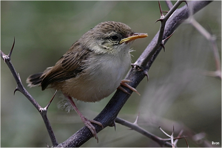 СЛЕТОК СЛАВКОВЫХ (Silvidae)