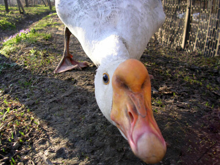 Гусь лапчатый