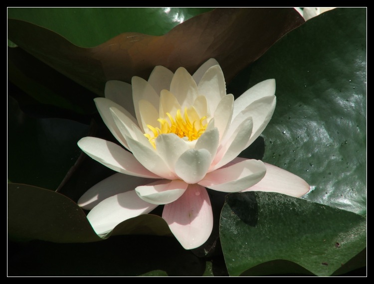flowers of June. VII.