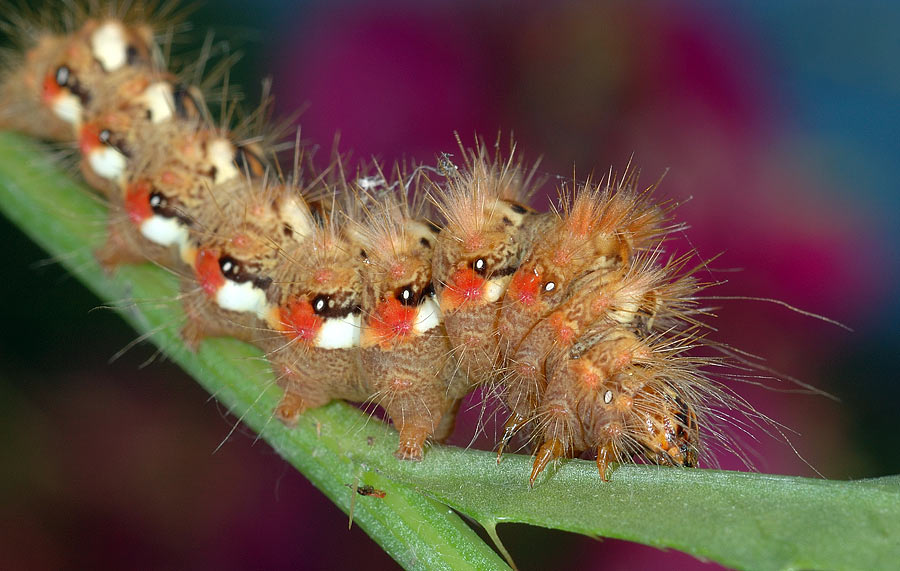 Caterpillar