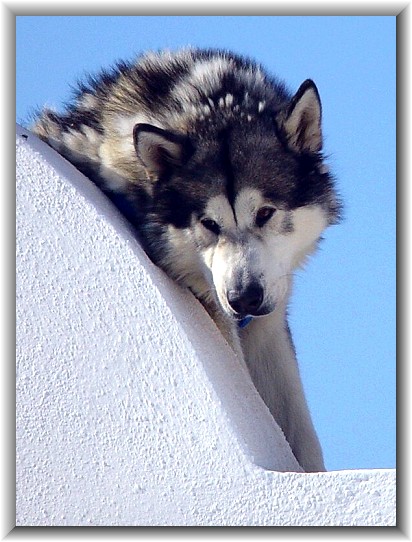 dog