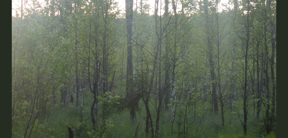 акварели