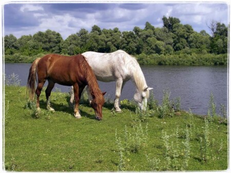 Путь к водопою