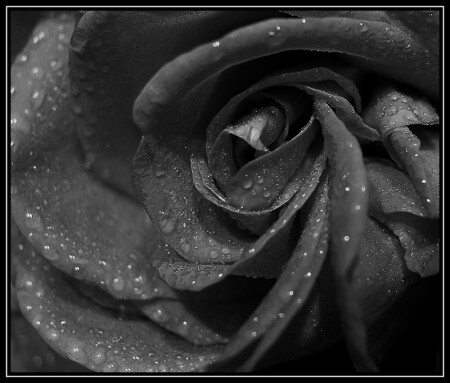 роза b/w
