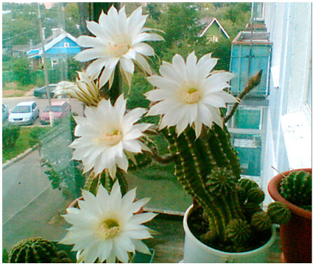 Колючка расцвела