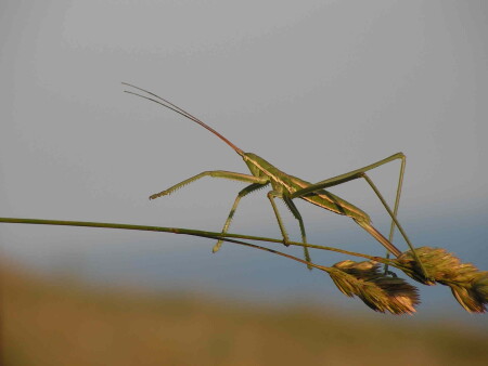 Смотрящий вдаль