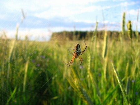 В ожидании добычи