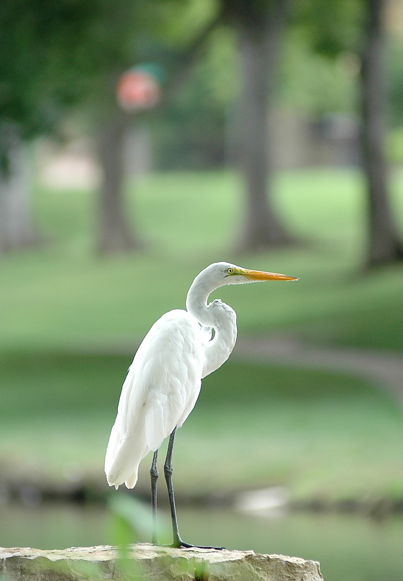 Egret. At noon.