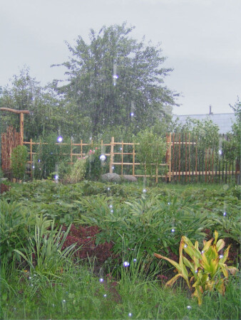 The Magic rain