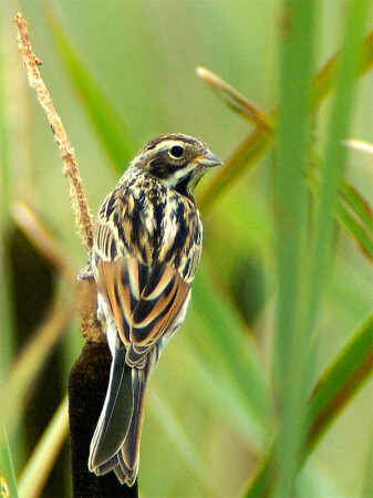 овсянка (репост)