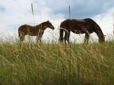 будни в степи