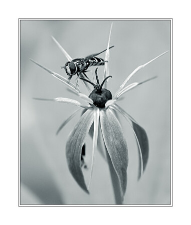 Вороний глаз. 