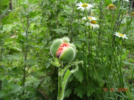 День триффида.