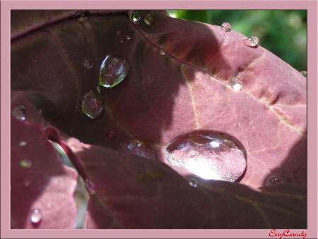 The Sweet Tears